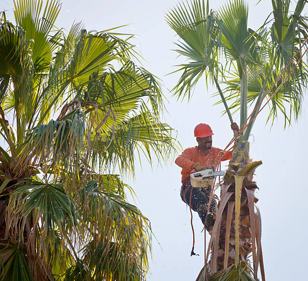 Best Tree Cabling and Bracing  in Crockett, CA