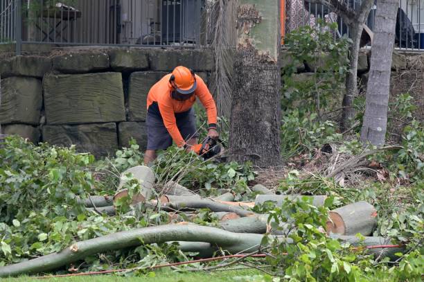 Best Tree Risk Assessment  in Crockett, CA